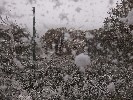 Thumbnail 11:40am Sunday 18th of May 2025