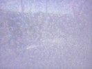 Thumbnail 9:50am Saturday 14th of June 2025