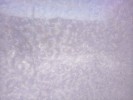 Thumbnail 11:10am Saturday 14th of June 2025