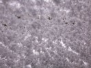 Thumbnail 12:40pm Saturday 30th of August 2025