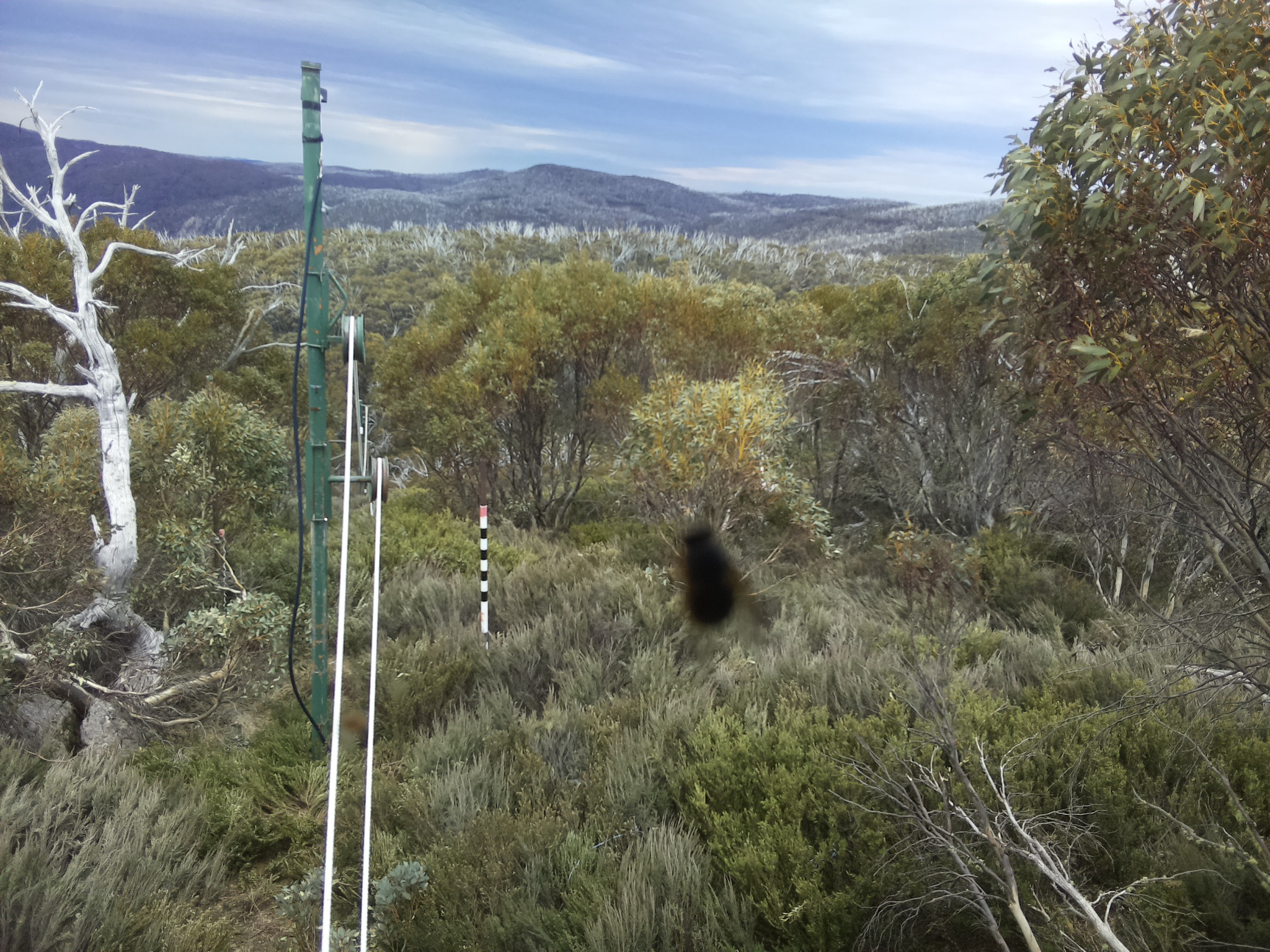 Bogong Web Cam 1:30pm Sunday 19th of October 2025